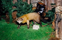 黃喉貂藏品圖，第3張